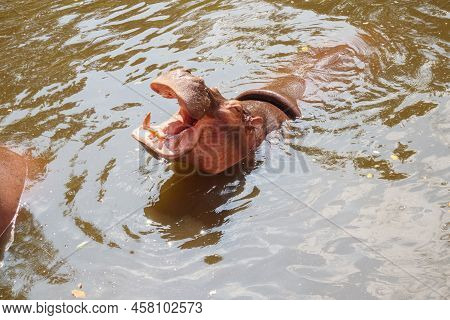 Common Hippopotamus (hippopotamus Amphibius) In The Water