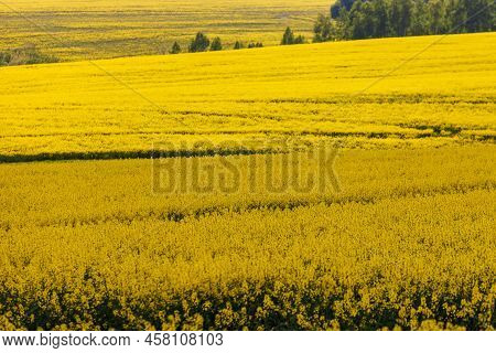 Yellow Rapseed Field At Daylight With Green Trees Groves In The Background, Telephoto Shot With Sele