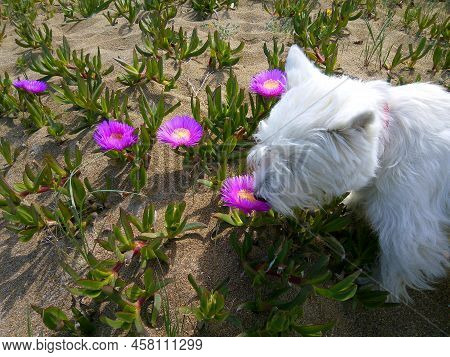 West Terrier Sniffing Big Purple Violet Daisies. White Fluffy Dog Smells Flowers On The Beach. Westi