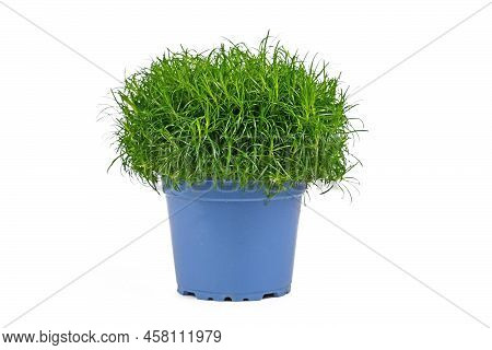 Potted Heath Pearlwort Plant On White Background
