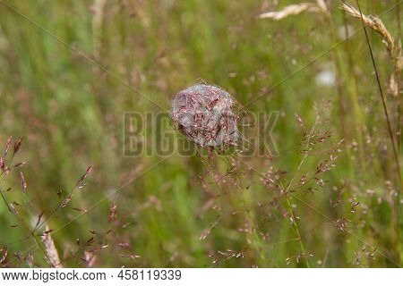 Spider Coccon Among Grass In A Meadow
