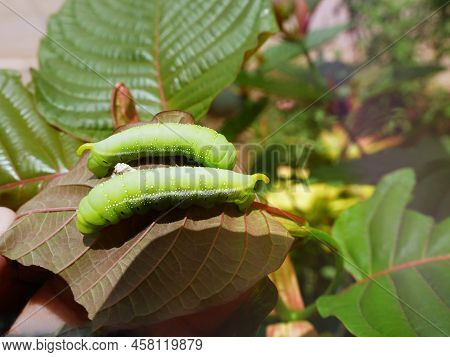Big Green Caterpillars. On The Leaves, The Pests Eat And Damage.