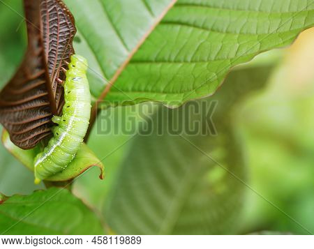 Big Green Caterpillars. On The Leaves, The Pests Eat And Damage.