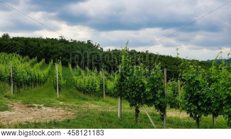 The Landscapes Of Montà D\'alba During The Mangialonga, In The Piedmontese Langhe In Early Summer