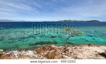 a tree on cliff over ocean