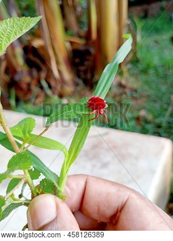 A Red Mite On The Grass. Selective Focus.