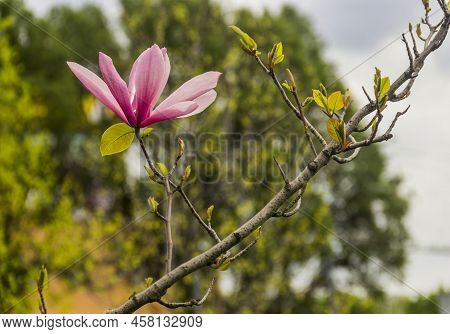 A Blossoming Purple Magnolia (magnolia Liliiflora)