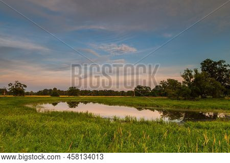 Old Trees In The Morning In Rogalin. Landscape Of Rogalin Park. Poland.