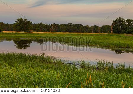 Old Trees In The Morning In Rogalin. Landscape Of Rogalin Park. Poland.