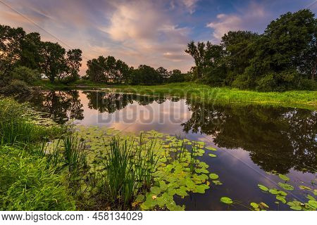 Old Trees In The Morning In Rogalin. Landscape Of Rogalin Park. Poland.