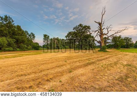 Old Trees In The Morning In Rogalin. Landscape Of Rogalin Park. Poland.