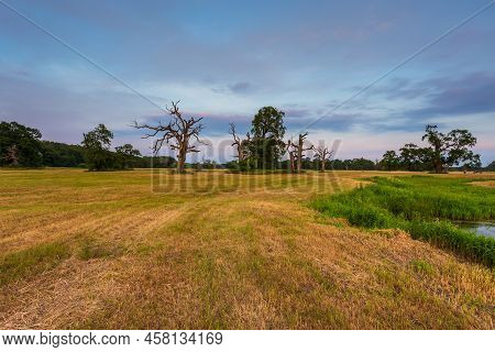 Old Trees In The Morning In Rogalin. Landscape Of Rogalin Park. Poland.