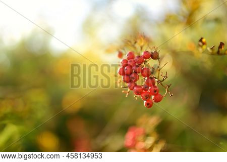 Rowan On A Branch. Red Rowan. Rowan Berries On Rowan Tree. Sorbus Aucuparia.