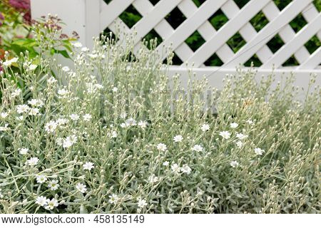 Cerastium Tomentosum - Herbaceous Perennial With Felty Foliage And White Flowers, Often Used As Grou