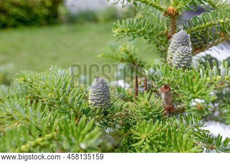 Green Cones On The Branches Of Abies Siberian. Natural Background Of Young Branches Abies. Copy Spac