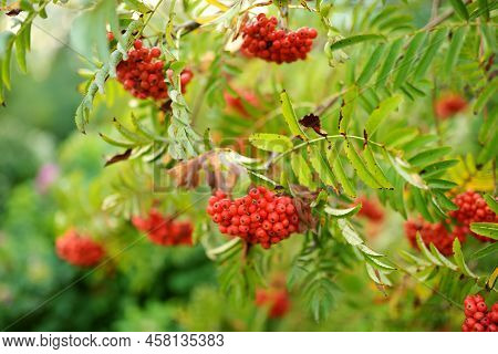 Bright Red Rowanberries On A Branch Of Rowan Bush. Ripe Rowan Berries On Rowan Tree On Autumn Day. S