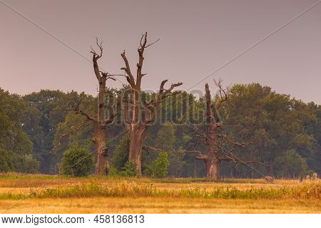 Old Trees In The Morning In Rogalin. Landscape Of Rogalin Park. Poland.