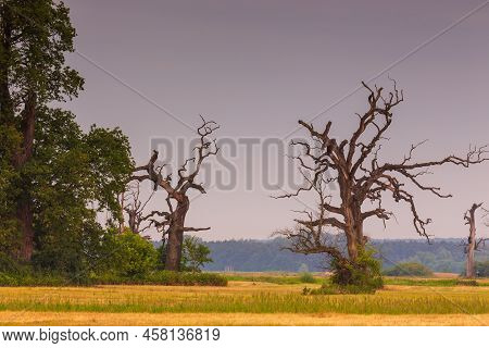 Old Trees In The Morning In Rogalin. Landscape Of Rogalin Park. Poland.