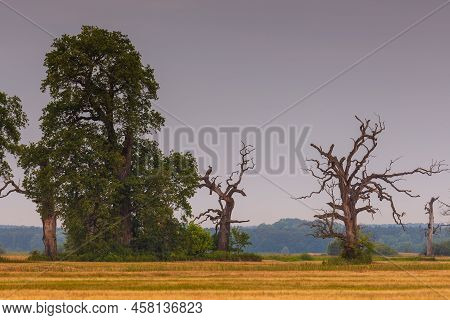 Old Trees In The Morning In Rogalin. Landscape Of Rogalin Park. Poland.