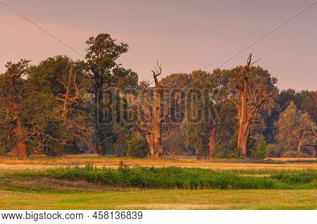 Old Trees In The Morning In Rogalin. Landscape Of Rogalin Park. Poland.