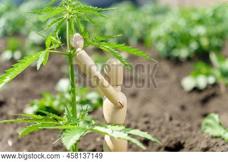 Ripening Cannabis Branches , Growing Cannabis For Personal Use For Medical Purposes. Selective Focus