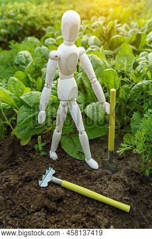 Concept Of Harvesting With A Wooden Dummy. Green Spinach Growing In The Garden On A Vegetable Farm. 
