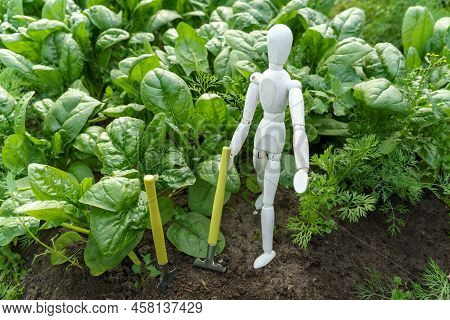 Concept Of Harvesting With A Wooden Dummy. Green Spinach Growing In The Garden On A Vegetable Farm