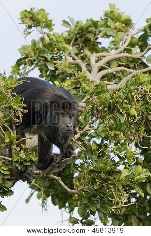 Macaquinho preto em um galho