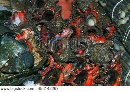 Fresh Sea Snails In A Market Stall For Sell