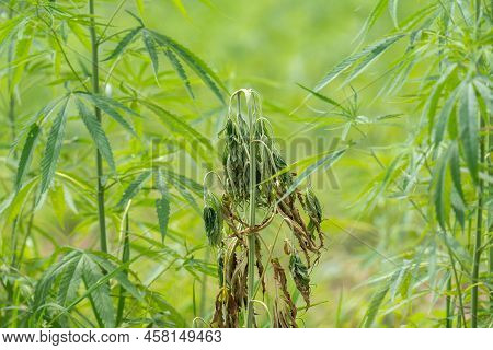 Fusarium Wilt Disease Of Cannabis In Field Caused By Fungi And Over Watering.