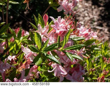 The Plumleaf Azalea (rhododendron Prunifolium) Flowering With Orange To Red, Funnel-shaped Flowers W