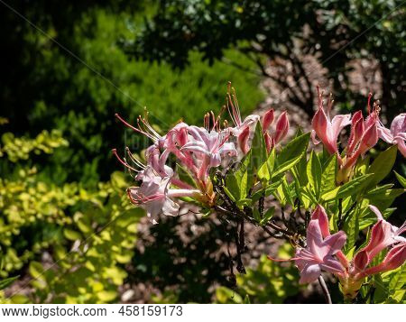 The Plumleaf Azalea (rhododendron Prunifolium) Flowering With Orange To Red, Funnel-shaped Flowers W