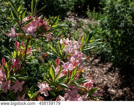 The Plumleaf Azalea (rhododendron Prunifolium) Flowering With Orange To Red, Funnel-shaped Flowers W