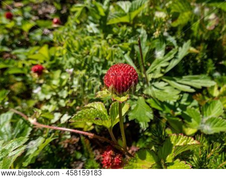 Mock, Indian Or False Strawberry (potentilla Indica) Or Backyard Strawberry With Red Fruit In The Ga