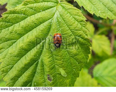 Close-up Shot Of Leaf Beetle (cryptocephalus Octopunctatus) - Red With Black Spots Crawling On A Gre