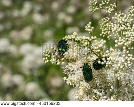 Macro Shot Of A Group Of Metallic Rose Chafers Or The Green Rose Chafers (cetonia Aurata) Crawling O