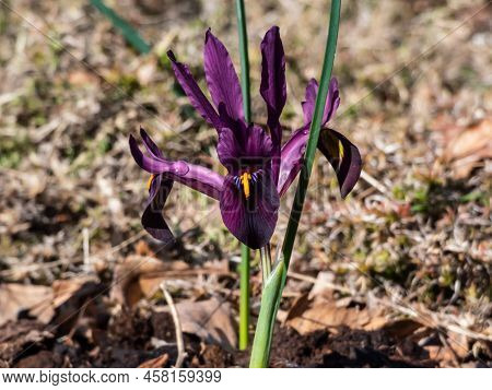 Close-up Shot Of The Cultivar Of The Netted Iris Or Golden Netted Iris (iris Reticulata) 'george' Wi
