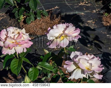 Hybrid Tea Rose 'gloria Dei' Sin. 'peace', 'madame Antoine Meilland, 'gioia' With Fully Double, Pink