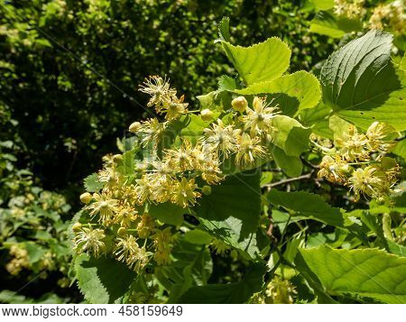 Macro Of Flowers Among Leaves Of Small-leaved Lime (tilia Cordata) Usually Collected For Tilleul (li