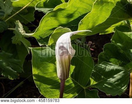 Close-up Shot Of The Chinese Cobra Lily Or Jack-in-the-pulpit (arisaema Candidissimum) Flowering In 