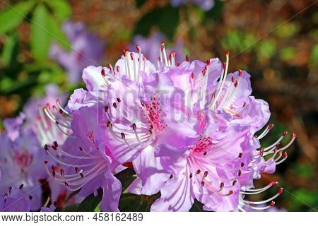 Close-up Of A Branch Of A Flowering Azalea In The Garden