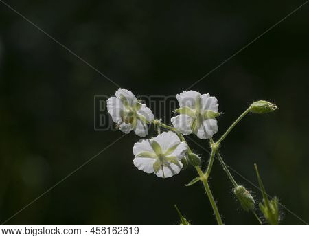 Garden Geranium (geranium Phaeum) Flowers, Macro Shot, Local Focus