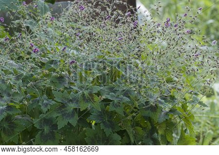 Garden Geranium (geranium Phaeum) Flowers, Macro Shot, Local Focus