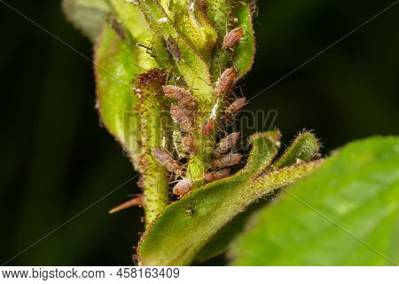 Macrosiphum Rosae, The Rose Aphid Is An Aphid Of The Family Aphididae, Hemiptera