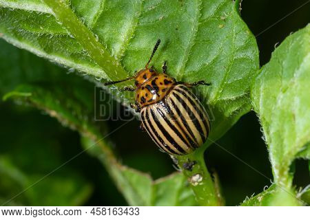 Colorado Potato Beetle, Leptinotarsa Decemlineata, Is A Serious Pest Of Potatoes