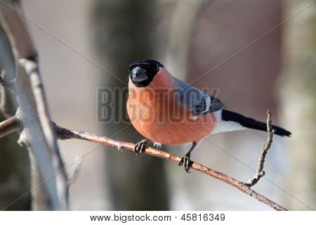 冬のウソ