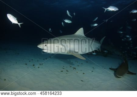 Tiger Shark (galeocerdo Cuvier) Over Sandy Bottom At Dusk, With Lemon Shark. Tiger Beach, Bahamas