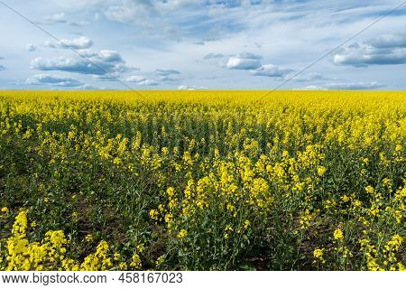 Blooming Yellow Rapseed Canola Field And Blu Sky With White Clouds