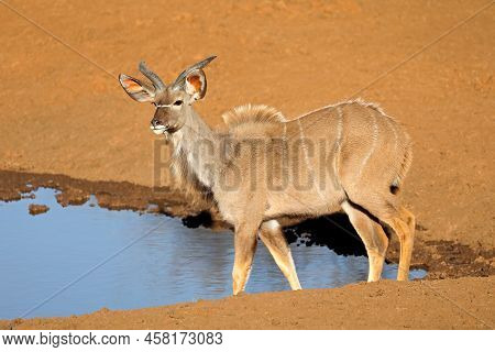 Young Male Kudu Antelope (tragelaphus Strepsiceros) At A Waterhole, Mokala National Park, South Afri