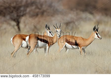 Springbok Antelopes (antidorcas Marsupialis) In Grassland, Mokala National Park, South Africa